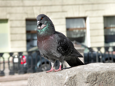 dove, the gray pigeon, pigeon on the parapet, peter dove