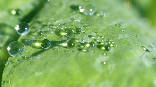 leaf, leaf with drops of dew, dew, dew drops on leaf, drip, morgentau, water