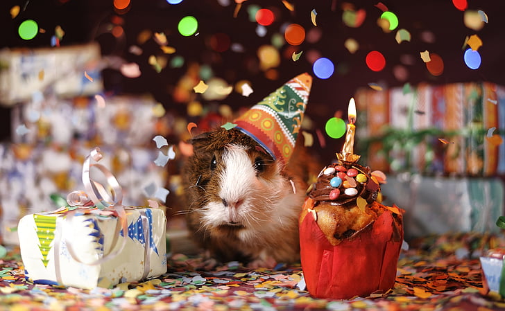 conillet d'Índies, feliç aniversari, animal, domèstic, conillet, porc, adorable