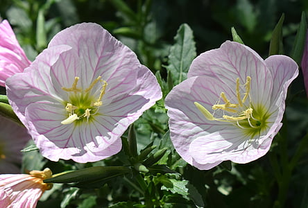 ροζ Νυχτολούλουδο, Oenothera speciosa, λουλούδι, άνθος, άνθιση, φυτό, φύση