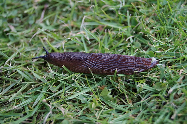 Slug, escargot, Créature :, nature, Slick, mollusque, insecte