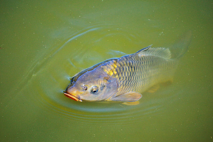 carp, fish, appear, swim, pond, water, water surface
