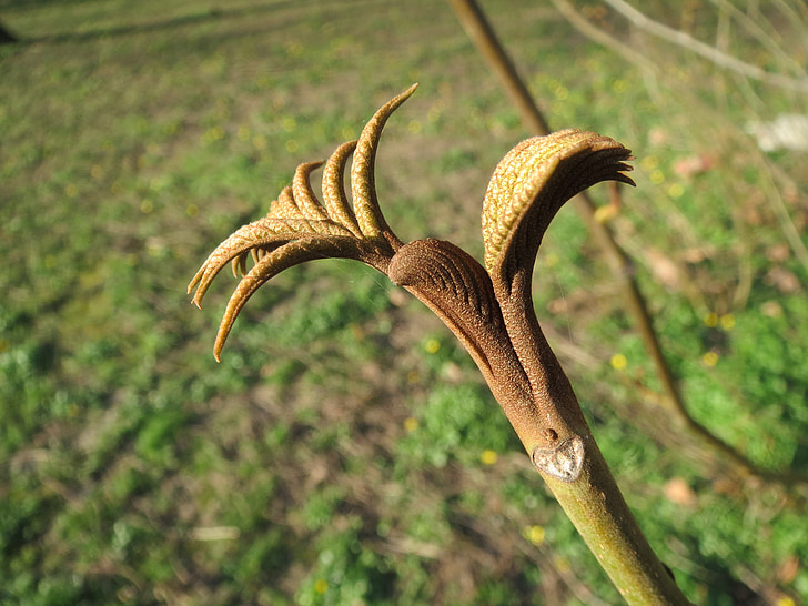 Pterocarya fraxinifolia, ' Kaukasische vleugelnoot ', Kaukasische walnoot, plantgoed, Sprout, macro, plant