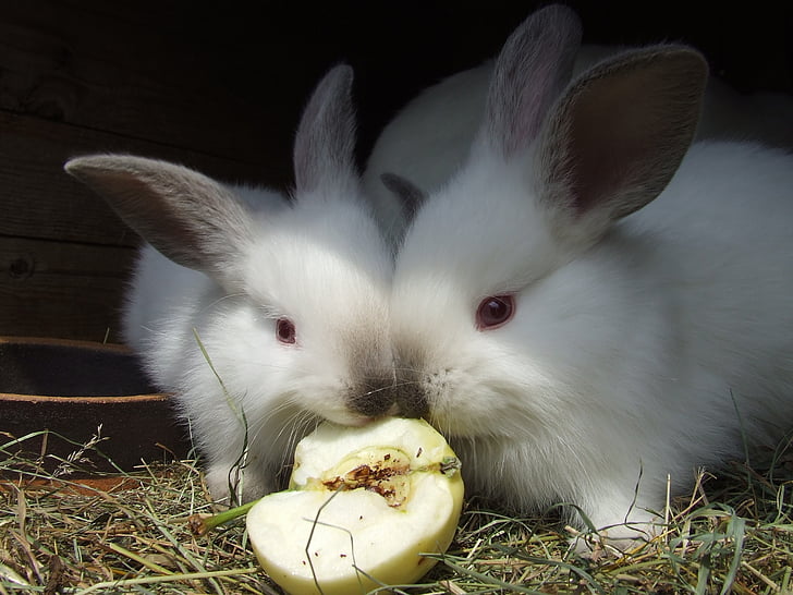 rabbits, red eyes, white, animal, fur, eat, apple
