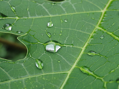 φύλλα, φύλλο, φυτό, σταγόνες, αφήστε το, βροχή drop, μακροεντολή