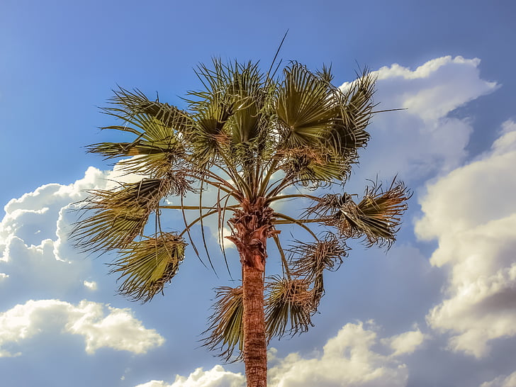 albero di Palma, Vento, cielo, nuvole, natura, Meteo, esotici