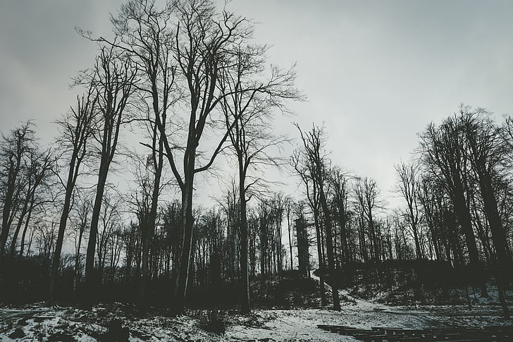 bosc, fosc, nua, silenci, privacitat, fusta, Pi