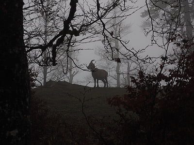 алпийски Козирог, Козирог, животните, мъгла, мъгливо, Capra ibex, нечестивите Козирог