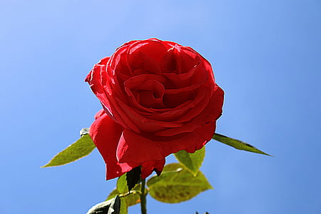 blomma, Rosa, röd, Sky, blå