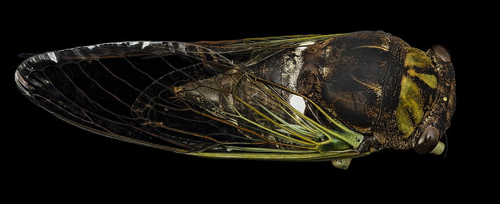 cicada, Комаха, макрос, dryfly, дикої природи, Природа, помилка
