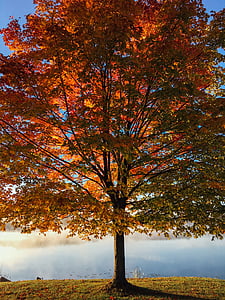 Tutup, foto, Maple, pohon, Siang hari, pemandangan, musim gugur