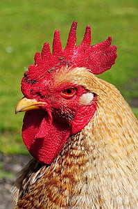 yellow, rooster, animal, animal agriculture, farm, chicken, chicken - bird