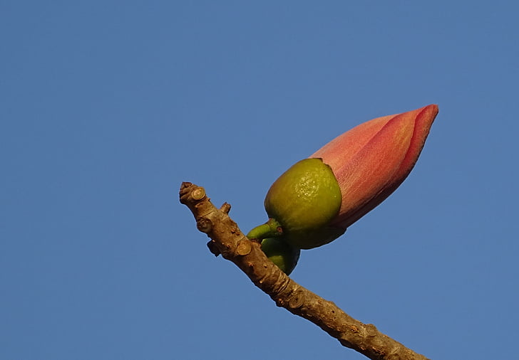 Bud, flor, Shimul, Bombax ceiba, árbol de algodón, algodón de seda rojo, árbol de algodón rojo