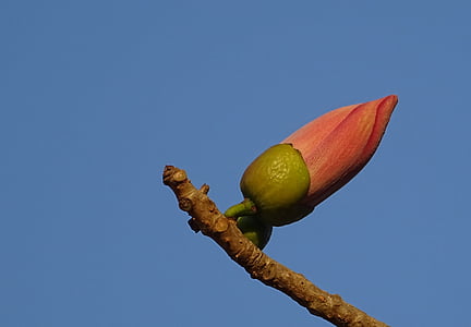 Bud, fiore, Shimul, Bombax ceiba, albero del cotone, seta-cotone rosso, albero rosso del cotone