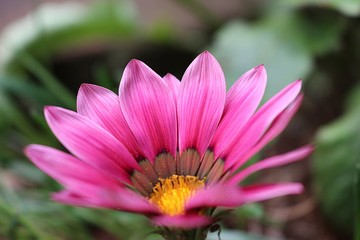 Blumen, Pflanzen, Blume