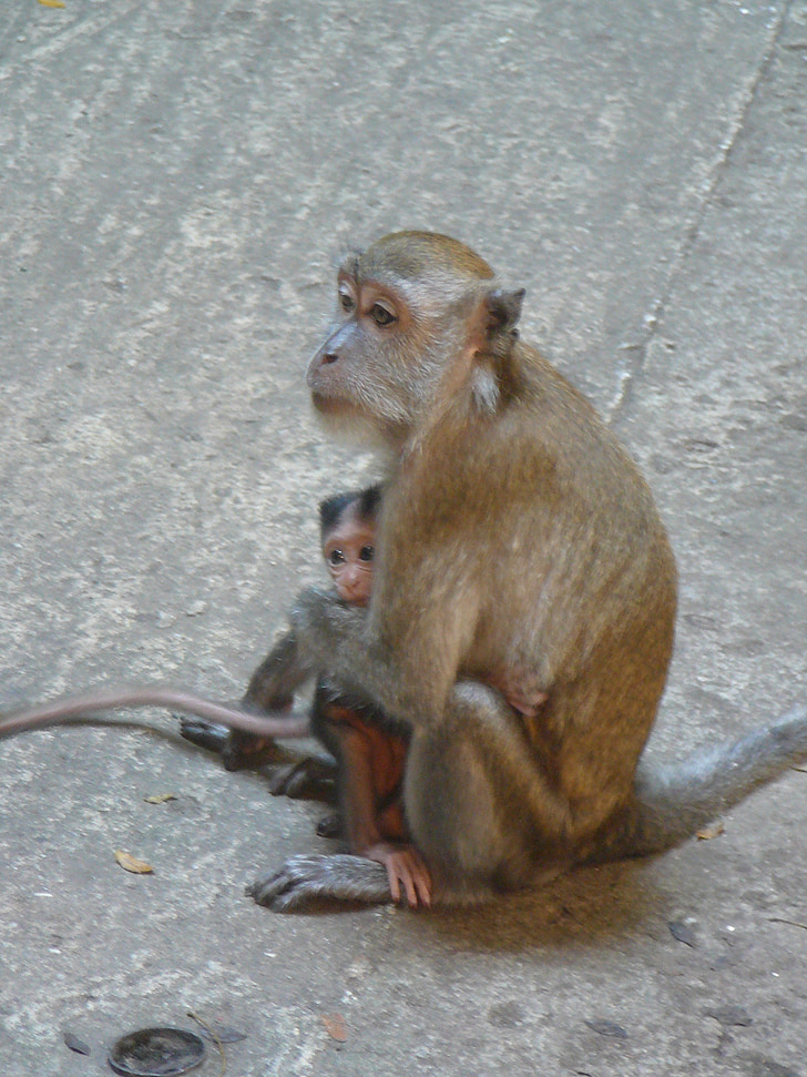 monkey, macaque, mother, animal, primate, wildlife, wild