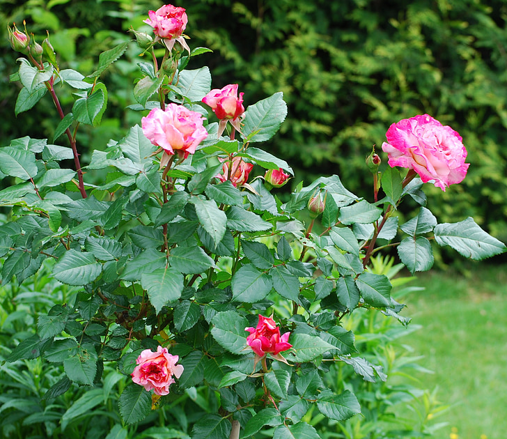 Rózsa, kert, Rózsafélék, rosebush, illat, Bloom, Rózsa virág
