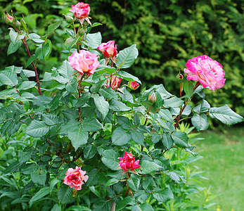Roses, jardí, família, Roser, fragància, flor, flor rosa