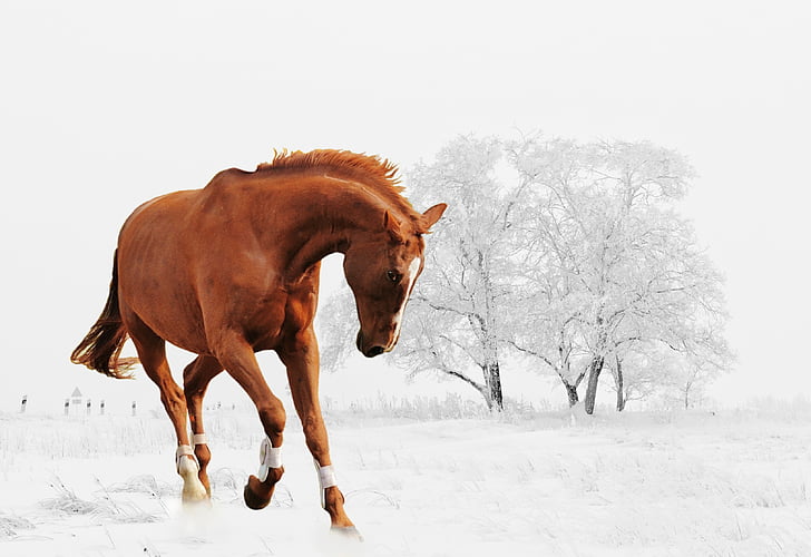 žiemą, arklys, žaisti, sniego, gyvūnų, Gamta, sniego peizažas
