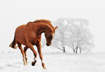 зимни, кон, игра, сняг, животните, природата, сняг пейзаж