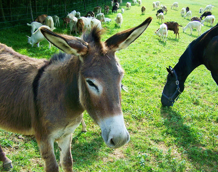 donkey, hoofed animals, grayish-brown, animal, nature, farm, mammal