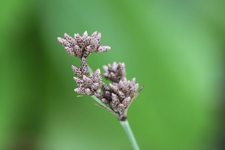 plant, close, nature, green, flowers