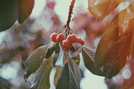 red, fruit, cherry, fresh, tree, leaf, plant