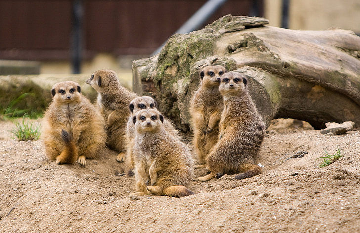 Meerkat, Meerkats, família, Grupo, animal, animais, vida selvagem