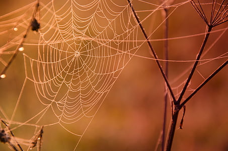 webben, dagg, makro, Orange, hösten, droppar, detalj