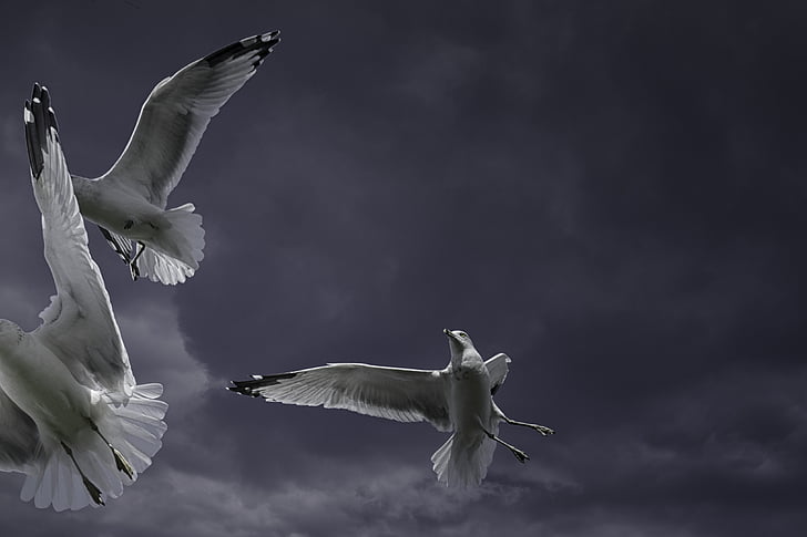 ring-billed gull, seagull, bird, animal, flying, sky, nature