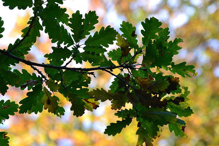 Les, listnatý strom, podzim, listy, krajina, podzimní les, padajícího listí