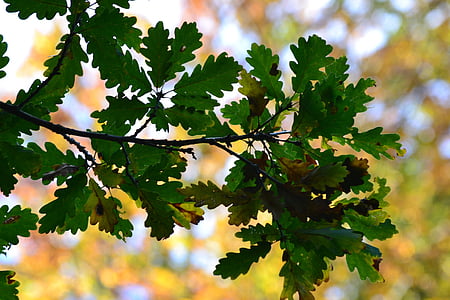 Forest, listnatý strom, jeseň, listy, Príroda, jesenného lesa, Lístie pádu
