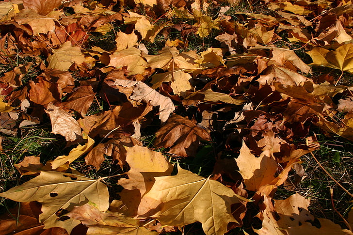 Park, skogen, hösten, träd, lövverk, oktober, naturen