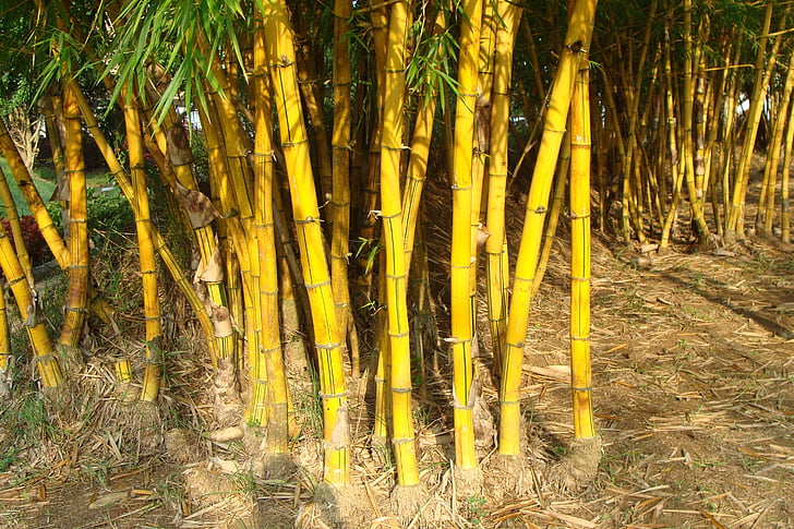 Zlatý bambus, prokládané bambus, Bambusa vulgaris, lipnicovité, Bambusa vulgaris var, striata, Bambusa striata
