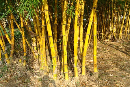 gyllene bambu, randiga bambu, Bambusa vulgaris, Poaceae, Bambusa vulgaris var, striata, Bambusa striata