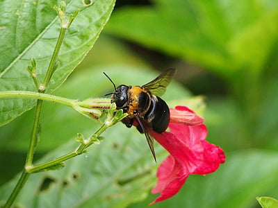 lebah, mengadopsi madu, Taman