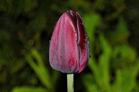 flower, tulip, blossom, bloom, purple, spring flower, closed