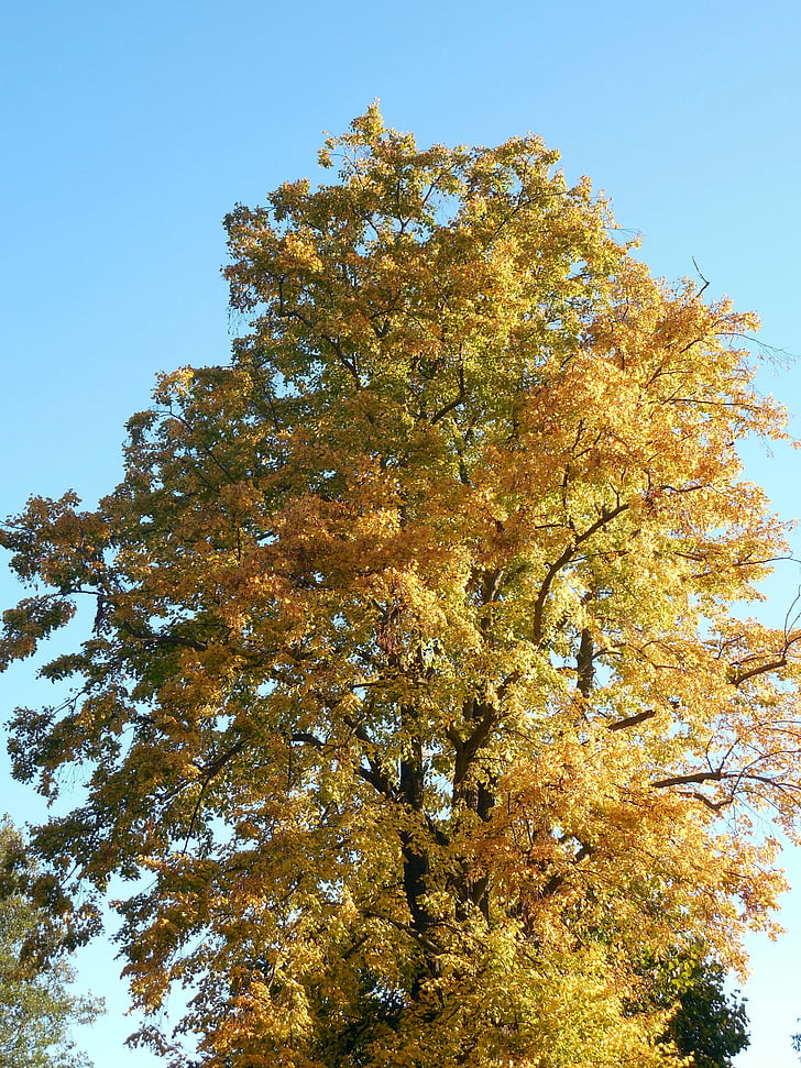 musim gugur, daun, muncul, warna musim gugur, dedaunan jatuh, warna, emas