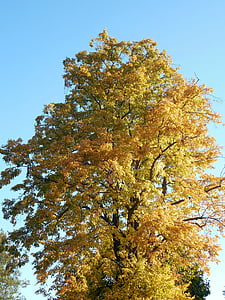 podzim, listy, se objeví, barevný podzim, padajícího listí, Barva, zlatý