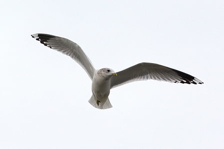 Herring gull, Seagull, Larus, burung, laridae, Laut Utara, seevogel