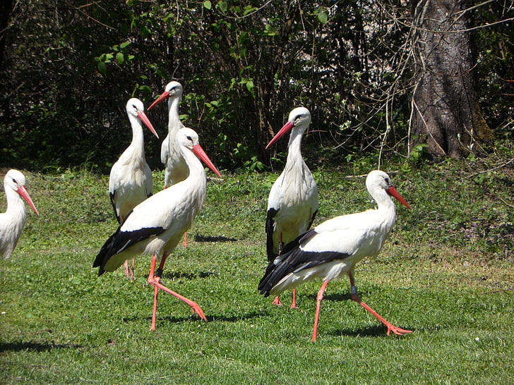 stork, storks, rattle stork, birds, meadow, animals, landscape