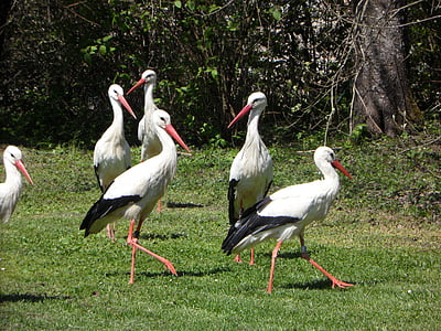 Stork, Storkene, Rattle stork, fugle, ENG, dyr, landskab