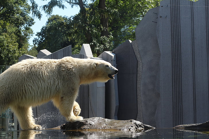 ľadový medveď, medveď, Zoo, zoo Viedeň, Predator, cicavec, voľne žijúcich živočíchov