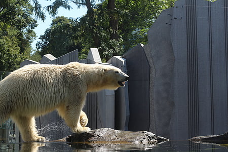 niedźwiedź polarny, Niedźwiedź, ogród zoologiczny, wiedeńskiego zoo, drapieżnik, ssak, dzikich zwierząt