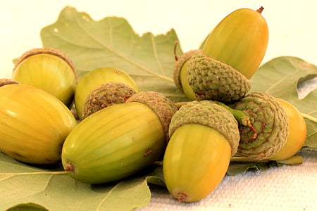 acorns, oak, autumn, oak leaves, nature, tree fruit, forest