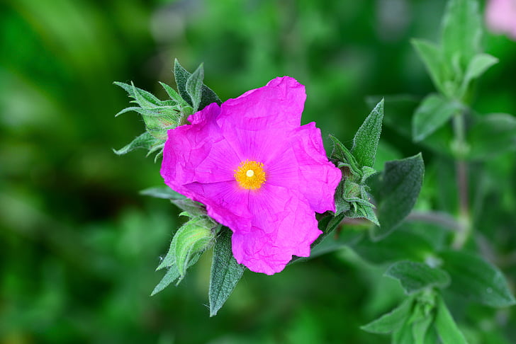 cistus, perennial, shrub, cerise, pink, tissue-thin petal, flower