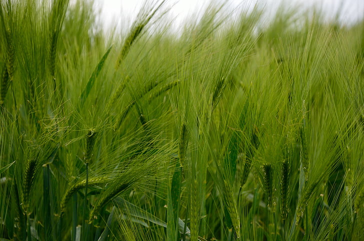 barley, cereals, barley field, grain, field, nature, green