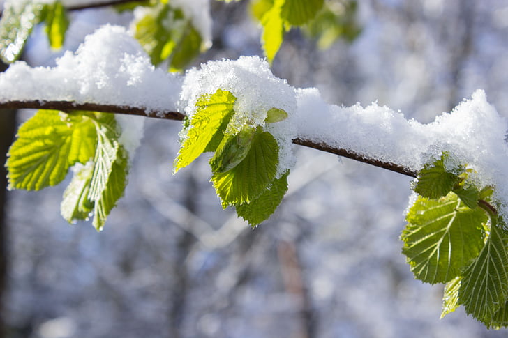 branch, close-up, depth of field, frost, leaves, nature, snow