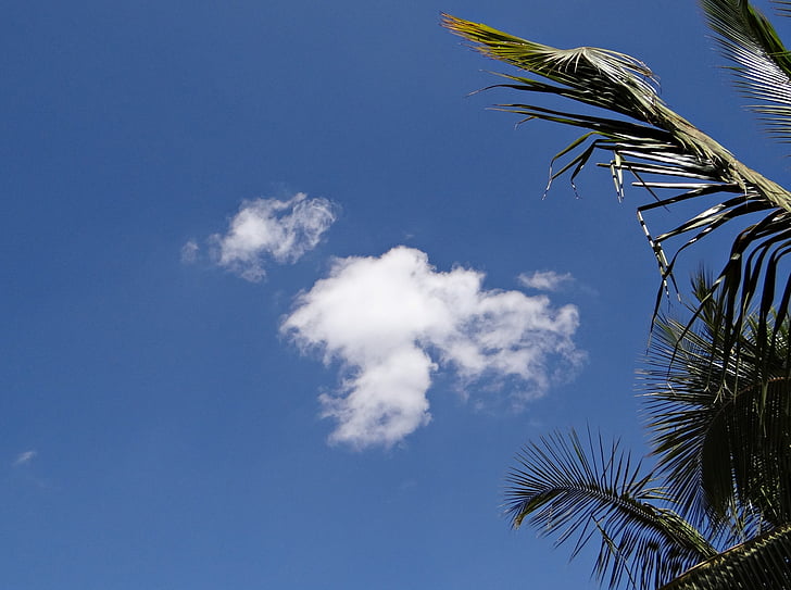 oblaky, Cumulus, palmy, Palm listy, Dharwad, India