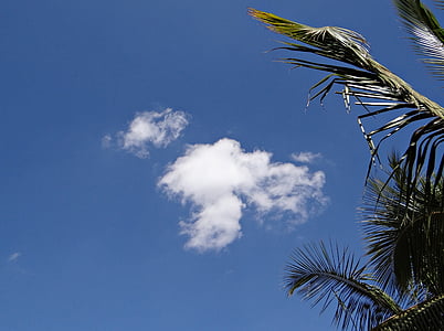 oblaky, Cumulus, palmy, Palm listy, Dharwad, India